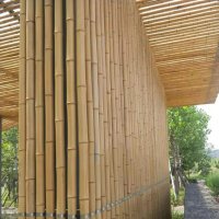 100 броя редки бамбукови семена зелен бамбук Moso-Bamboo мосо бамбо растение за декорация украса за , снимка 9 - Сортови семена и луковици - 37711335