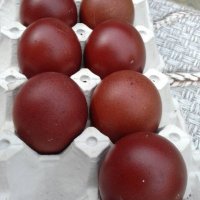 Продавам  яйца за люпене от  черен мед Маран, снимка 8 - други­ - 33915786