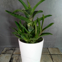 екзотично растение от остров Капри,  Италия, в бяла керамична саксия, снимка 2 - Стайни растения - 44920403