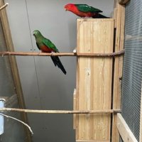 Кралски австралийски папагали , снимка 1 - Папагали - 42813541