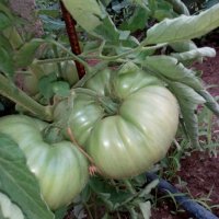 Предлагам разсад стари български сортове домати, снимка 4 - Сортови семена и луковици - 24154757