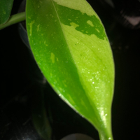 Philodendron Jose Buono , снимка 2 - Стайни растения - 44640540