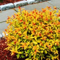Спирея Голд Флейм (Spirea Gold Flame) , снимка 1 - Градински цветя и растения - 39674908
