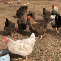 Катунски кокошки - Уникални, снимка 6 - Кокошки и пуйки - 42894938
