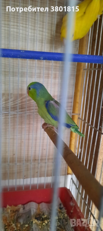 Врабчови папагали , снимка 1