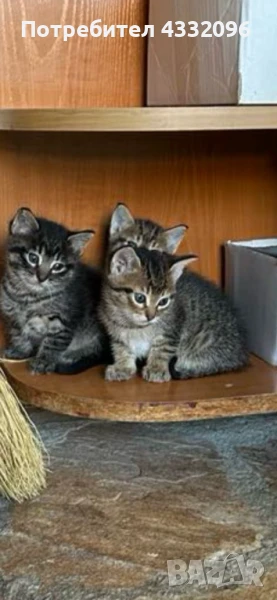 Подарявам Котета, снимка 1