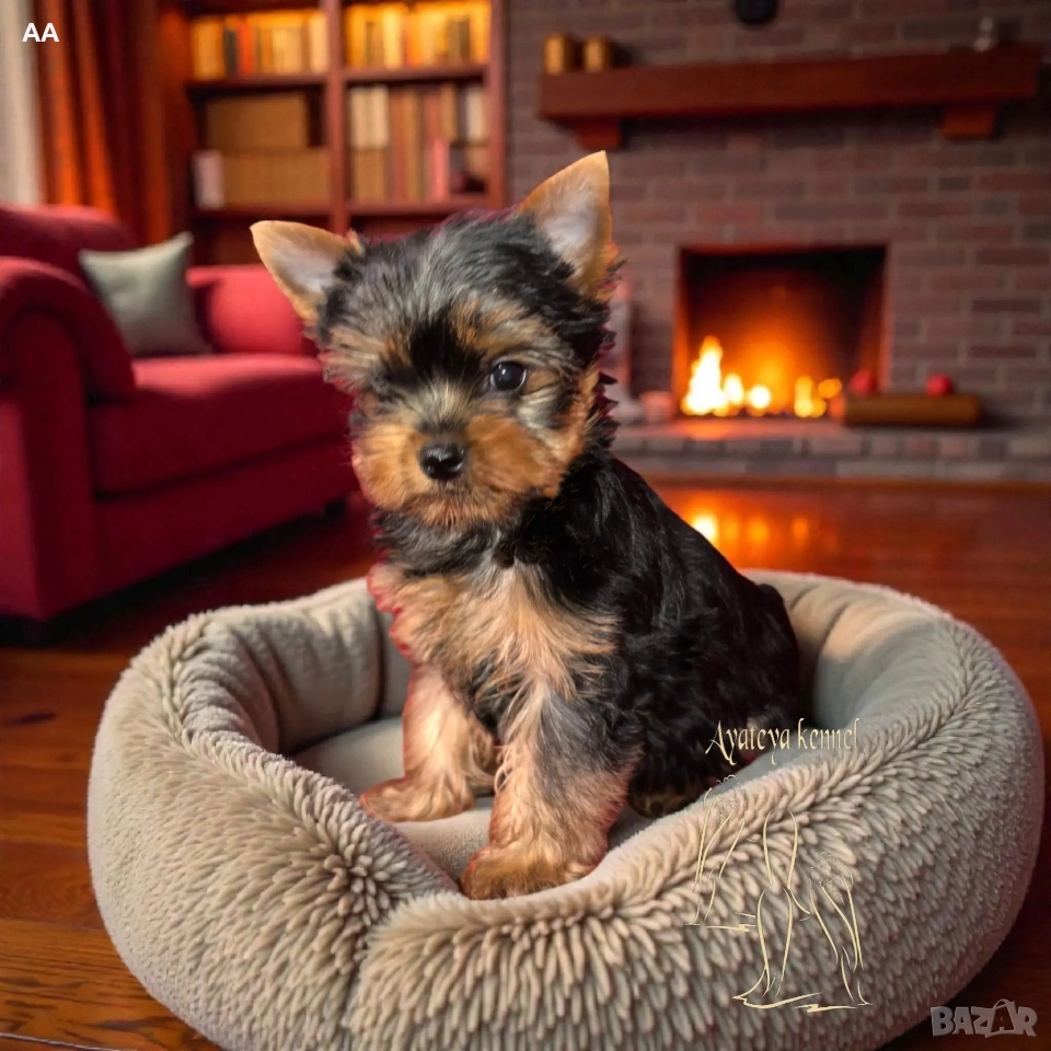 Йоркширски териер момиче, снимка 1