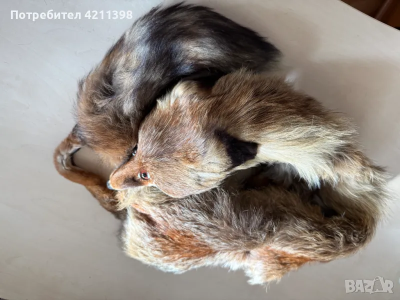 Лисица естествена кожа Яка, снимка 1