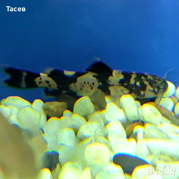 Сом сиамска косатка 6-7см, снимка 1