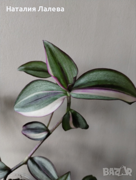 Традесканция, tradescantia Quadricolor, снимка 1