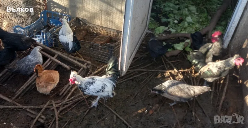 декоративни кокошки, снимка 1