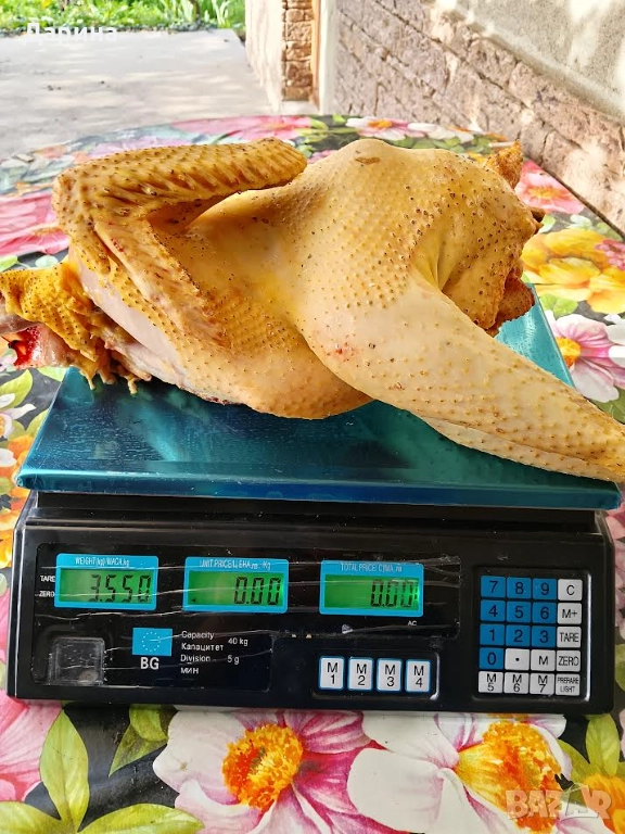 Домашно отгледани кокошки и петли, снимка 1