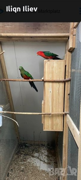 Кралски австралийски папагали , снимка 1