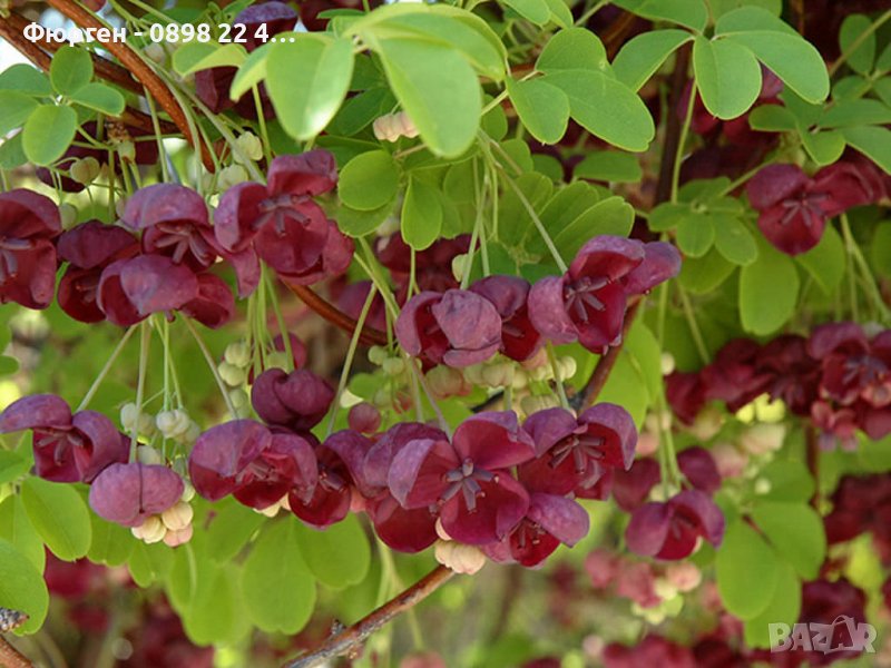 Акебия, Шоколадова лоза / Akebia quinata, снимка 1