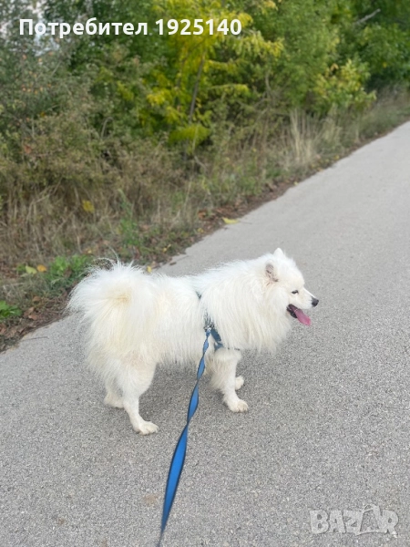 Мъжки самоед за разплод , снимка 1