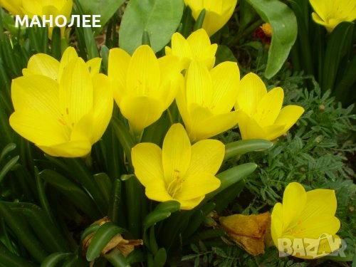 🌻✨💐Щенрбергия жълт минзухар, снимка 1