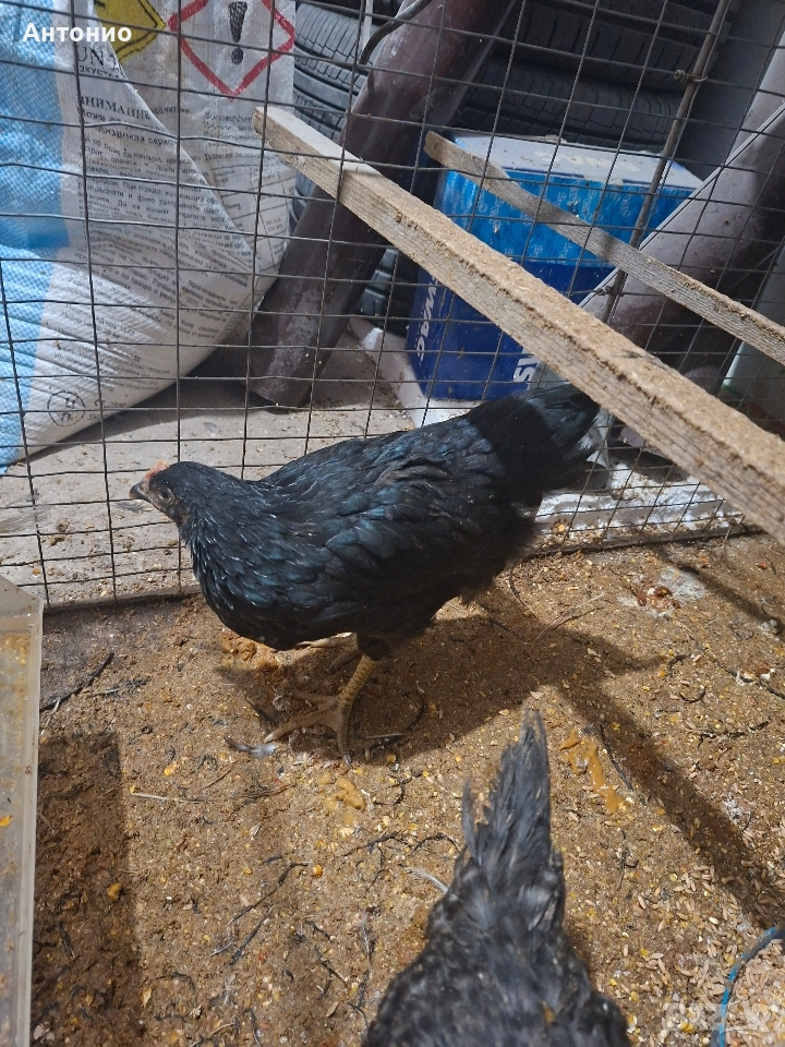 ярки за яйца и месо, снимка 1