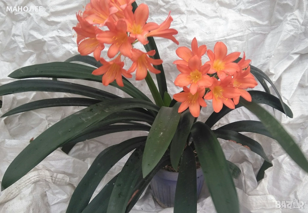 🪷💐🪻Кливия👌💮🎁, снимка 1