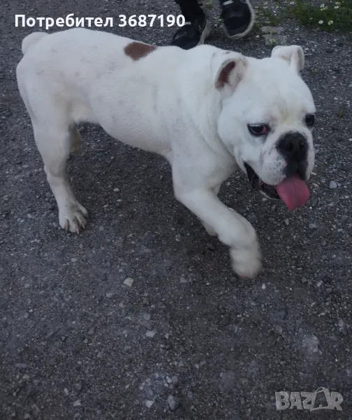 Английски булдог, снимка 1