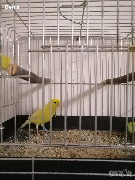 Канарчета Малиноа , снимка 1