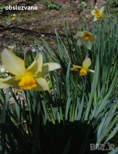 Нарцис Сейлър лодка, снимка 1