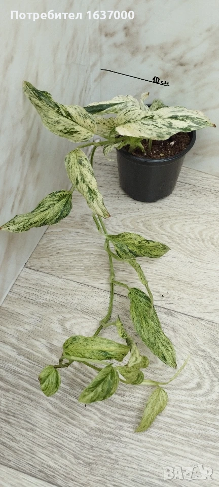 Монстера Laniata variegata , снимка 1