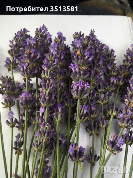 Разсад лавандула, снимка 1
