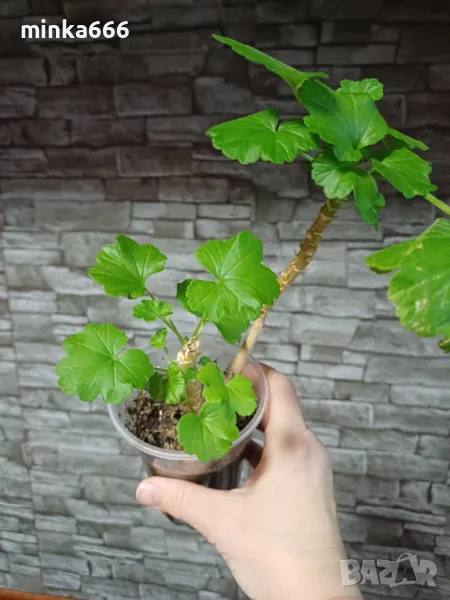 Червено мушкато., снимка 1