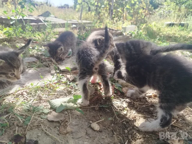 5 сладки бебенца котенца, снимка 18 - Други - 56375049