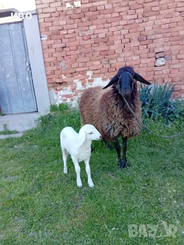 овце, снимка 5 - Овце - 54346374