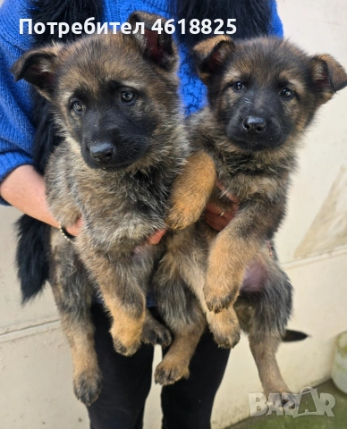 Сиви немски овчарки , снимка 2 - Немска овчарка - 53635810