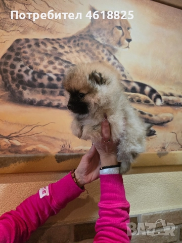 Померан женски , снимка 8 - Померан - 52942075