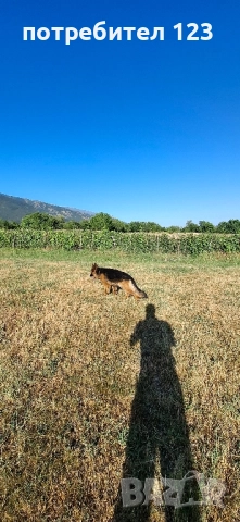 Мъжка дългокосместа немска овчарка за разплод., снимка 2 - Немска овчарка - 49048510