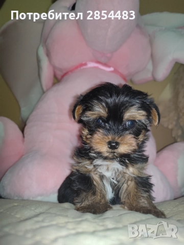 Йоркширски териер , снимка 2 - Йоркширски териер - 52488077