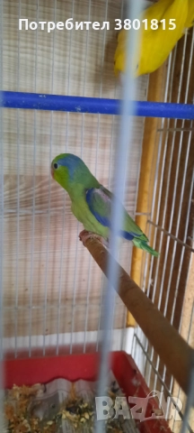 Врабчови папагали 