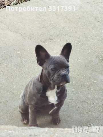 СПЕШНО два френски булдога, снимка 8 - Френски булдог - 52182909