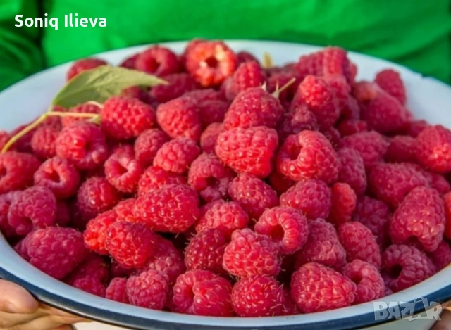 продавам разсад ягоди и малини , снимка 6 - Разсади - 53905721