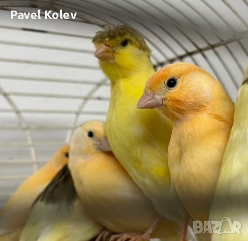 Различни видове птици на добри цени , снимка 13 - За птици - 51362622