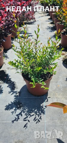 Мини "Нар"/ Punica granatum "Nana", снимка 2 - Градински цветя и растения - 51047235