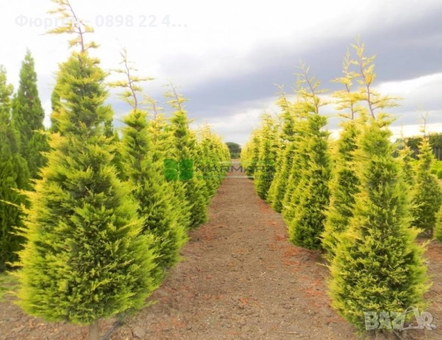 Кипарис Лейланди „Gold Rider“ (Златен ездач) Cupressocyparis leylandii ‘Gold Rider’, снимка 7 - Разсади - 52899091