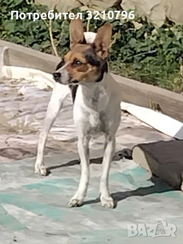 Продавам малки сърнисти пинчери , снимка 5 - Пинчер - 52129923