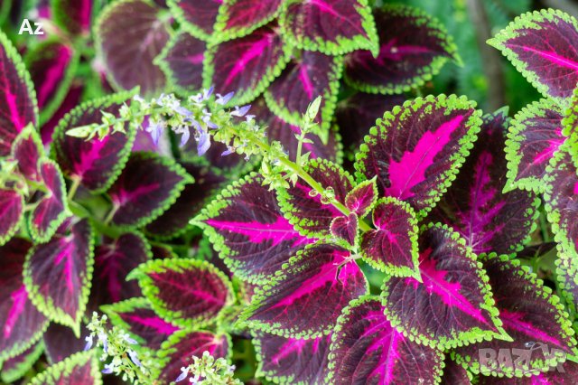 Цвете Копривка, снимка 1