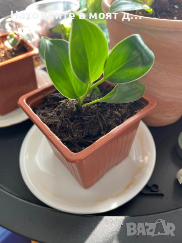 Филадендрон биркин