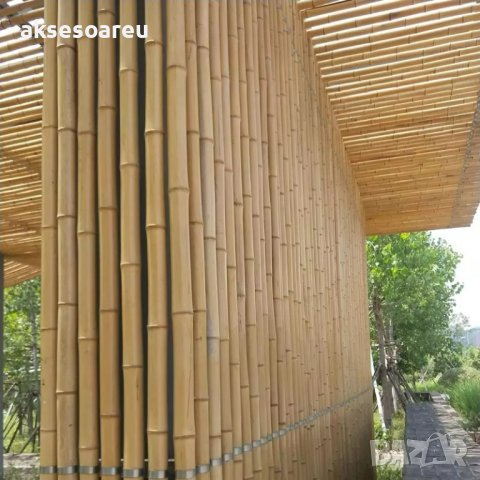 100 броя редки бамбукови семена зелен бамбук Moso-Bamboo мосо бамбо растение за декорация украса за , снимка 9 - Сортови семена и луковици - 37711335