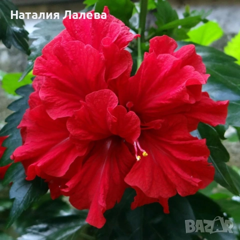 Червен кичест хибискус, китайска роза, red hibiscus