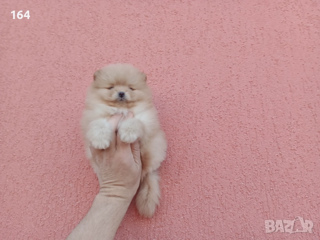 Мъжки Померан. Реални , снимка 2 - Померан - 52670057