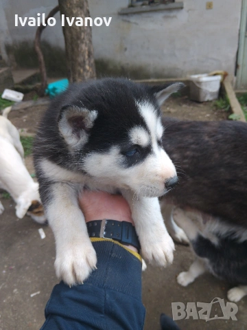 Малки кученца Сибирско хъски