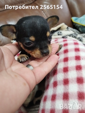 Пинчер момиче, снимка 4 - Пинчер - 54178718