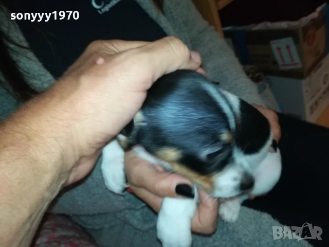 ДЖАК РЪСЕЛ ТЕРИЕР 0510250821, снимка 18 - Джак ръсел териер - 51948696