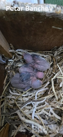 неразделки, снимка 4 - Папагали - 52126564